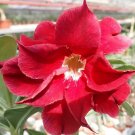 2 Pcs Adenium Dark Rose Red Petals with part of White Petal Flower Seeds