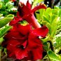 2 Pcs Adenium Dark Rose Red Petals with part of White Petal Flower Seeds