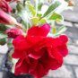 2 Pcs Adenium Dark Rose Red Petals with part of White Petal Flower Seeds