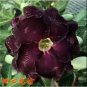 2 Pcs Adenium Redish Black Big Blooms Flower Seeds