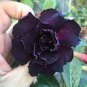 2 Pcs Adenium Redish Black Big Blooms Flower Seeds