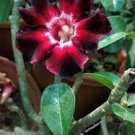 2 Pcs Rare Brown Black Adenium Desert Rose with Fire Red Heart Flower
