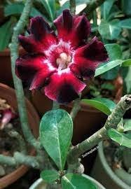 2 Pcs Rare Brown Black Adenium Desert Rose with Fire Red Heart Flower