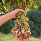 10 Pcs Chinese 4 pcs Peanut Seeds in one Shell with Red Skin Organic Rare Heirloom Peanut 10 Pcs Chinese 4 pcs Peanut Seeds in one Shell with Red Skin Organic Rare Heirloom Peanut