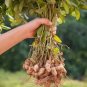 10 Pcs Chinese 4 pcs Peanut Seeds in one Shell with Red Skin Organic Rare Heirloom Peanut