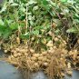 10 Pcs Chinese 4 pcs Peanut Seeds in one Shell with Red Skin Organic Rare Heirloom Peanut