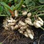 10 Pcs Chinese 4 pcs Peanut Seeds in one Shell with Red Skin Organic Rare Heirloom Peanut