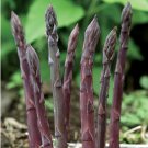 6 Pcs Lucid Asparagus Chinese Herbs Seeds