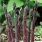 6 Pcs Lucid Asparagus Chinese Herbs Seeds