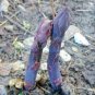 6 Pcs Lucid Asparagus Chinese Herbs Seeds