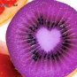 50 Pcs Rare Heirloom Organic Purple Kiwi Fruit Seeds