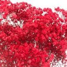 50 Pcs Rare Red Creeping Baby's Breath Flower Seeds 50 Pcs Rare Red Creeping Baby's Breath Flower Seeds