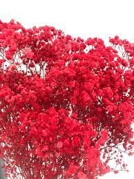 50 Pcs Rare Red Creeping Baby's Breath Flower Seeds