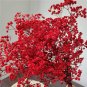 50 Pcs Rare Red Creeping Baby's Breath Flower Seeds