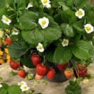 100 Pcs Loran F1 Strawberry Seeds