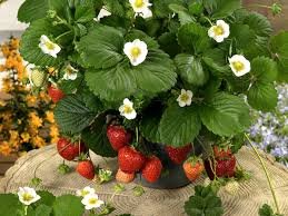 100 Pcs Loran F1 Strawberry Seeds