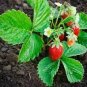 100 Pcs Loran F1 Strawberry Seeds