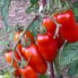 150 Pcs Small Pink Banana Tomato Seeds Non-Gmo Heirloom Organic Vegetables