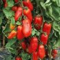 150 Pcs Small Pink Banana Tomato Seeds Non-Gmo Heirloom Organic Vegetables