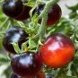 300 Pcs Small Colorful Cherry Tomato Seeds Non-Gmo Heirloom Organic Vegetables
