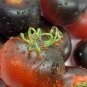 300 Pcs Small Colorful Cherry Tomato Seeds Non-Gmo Heirloom Organic Vegetables