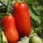 300 Pcs Middle Red Banana Tomato Seeds Non-Gmo Heirloom Organic Vegetables
