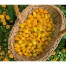 300 Pcs Middle Yellow McCullough Tomato Seeds 300 Pcs Middle Yellow McCullough Tomato Seeds