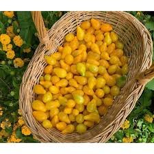 300 Pcs Middle Yellow McCullough Tomato Seeds