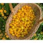 300 Pcs Middle Yellow McCullough Tomato Seeds