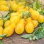 300 Pcs Middle Yellow McCullough Tomato Seeds