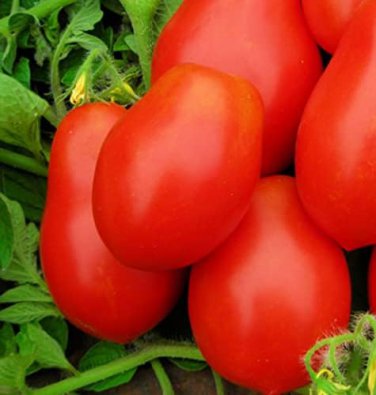300 Pcs Middle Milk Red Tomato Seeds Non-Gmo Heirloom Organic Vegetables