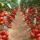 100 Pcs Italian Giant Tomato Tree Seeds 100 Pcs Italian Giant Tomato Tree Seeds