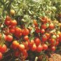 100 Pcs Italian Giant Tomato Tree Seeds