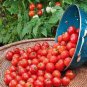 100 Pcs Italian Giant Tomato Tree Seeds