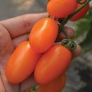 100 Pcs Tomato 'mango' Orange Fruit Vegetable Seeds