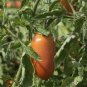 100 Pcs Tomato 'mango' Orange Fruit Vegetable Seeds