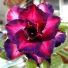 1 Pcs Desert Rose Seed Rose Red Single Petal with Light Purple Edge 1 Pcs Desert Rose Seed Rose Red Single Petal with Light Purple Edge