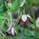 100 Pcs Brown Columbine Seeds Aquilegia viridiflora 'Chocolate Soldier' Seeds