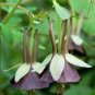 100 Pcs Brown Columbine Seeds Aquilegia viridiflora 'Chocolate Soldier' Seeds
