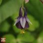100 Pcs Brown Columbine Seeds Aquilegia viridiflora 'Chocolate Soldier' Seeds