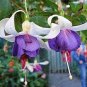 100 Pcs Purple Double Petals Fuchsia Bonsai Potted Flower Bonsai