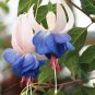 100 Pcs Purple Double Petals Fuchsia Bonsai Potted Flower Bonsai