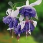 100 Pcs Purple Double Petals Fuchsia Bonsai Potted Flower Bonsai