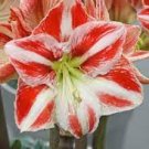 100 Pcs Amaryllis Chinese Bonsai Amarilis Planting