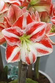 100 Pcs Amaryllis Chinese Bonsai Amarilis Planting