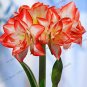 100 Pcs Amaryllis Chinese Bonsai Amarilis Planting