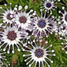 50 Pcs New Rare Hierloom Trailing African Daisy Seeds