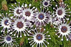 50 Pcs New Rare Hierloom Trailing African Daisy Seeds