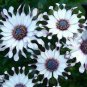 50 Pcs New Rare Hierloom Trailing African Daisy Seeds