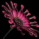 100 Pcs African Blue Eyed Daisy Flower Bonsai Osteospermum Flower Bonsai Balcony Flower 100 Pcs African Blue Eyed Daisy Flower Bonsai Osteospermum Flower Bonsai Balcony Flower